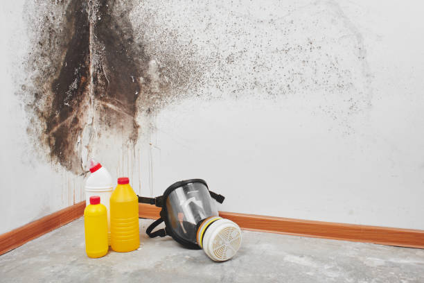 Reliable Quincy, CA Mold Removal Solutions
