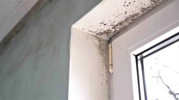 Best Residential Mold Removal  in Quincy, CA