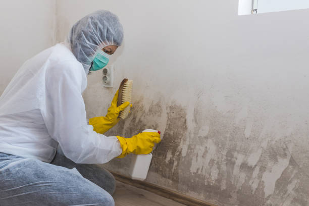 Best Commercial Mold Removal  in Quincy, CA