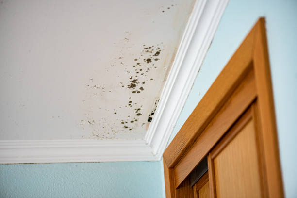 Attic Mold Removal in Quincy, CA