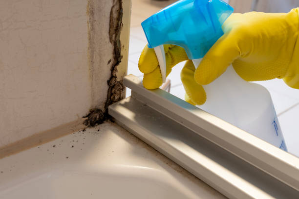 Best Black Mold Removal  in Quincy, CA