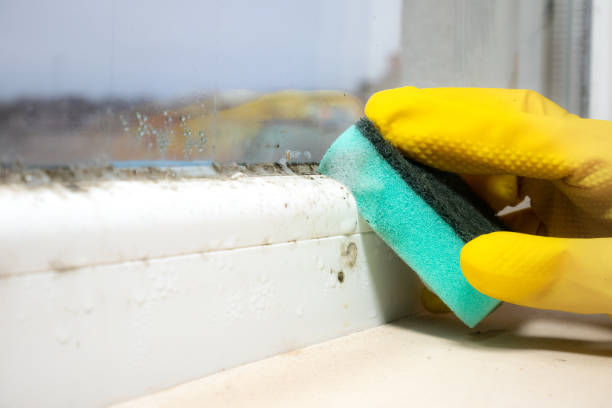 Best Toxic Mold Removal  in Quincy, CA