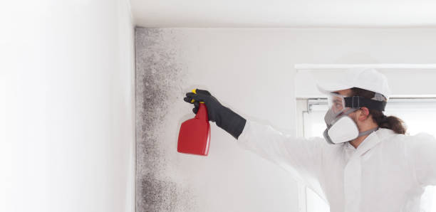 Best Same-Day Mold Removal  in Quincy, CA