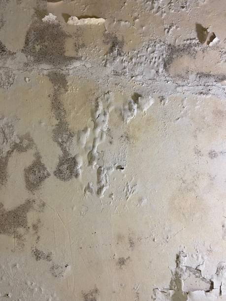 Best Mold Testing  in Quincy, CA