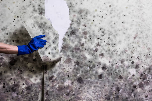 Best Mold Testing  in Quincy, CA
