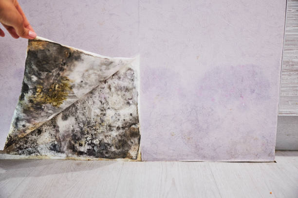 Best Mold Testing  in Quincy, CA